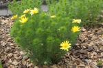 Frühlings-Adonisröschen - Adonis vernalis