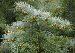 Grannen-Tanne - Abies bracteata