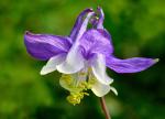 : - Aquilegia glandulosa