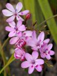 : - Freesia verrucosa