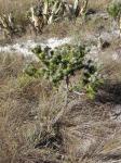 : - Lychnophora pinaster