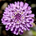 Doldige Schleifenblume - Iberis umbellata