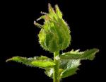Gewöhnliche Türkenglocke - Michauxia campanuloides