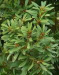 Yangmei - Morella rubra