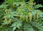 : - Bencomia sphaerocarpa