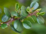 : - Ceanothus verrucosus