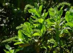 : - Escallonia pulverulenta