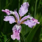 : - Iris milesii