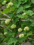 Kopfförmige Blasenspiere - Physocarpus capitatus