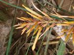: - Pitcairnia ulei