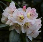 : - Rhododendron irroratum