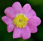 Doldenrispen-Rose - Rosa pisocarpa