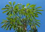 : - Schefflera fantsipanensis