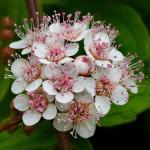 : - Spiraea henryi