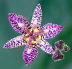 Taiwan-Krötenlilie - Tricyrtis formosana
