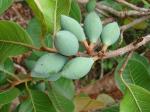 : - Pouteria ramiflora