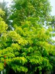 : - Pisonia grandis