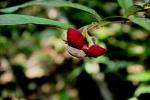 : - Uvaria macrophylla