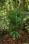 : - Licuala ferruginea