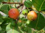 : - Psidium longipetiolatum