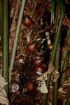 : - Eugeissona tristis