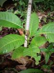 : - Zanthoxylum gilletii