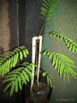 : - Acacia brevispica