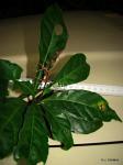 : - Alchornea hirtella