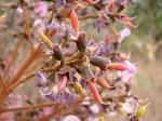 : - Andira vermifuga