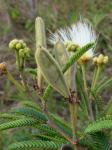 : - Calliandra viscidula