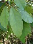 : - Dendropanax cuneatus