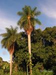 : - Acrocomia intumescens