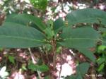 :-Erythroxylum mucronatum