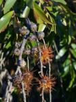: - Asteromyrtus symphyocarpa