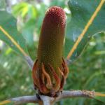 : - Banksia robur