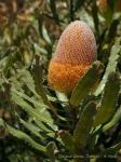 : - Banksia burdettii