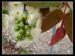 : - Corymbia torelliana