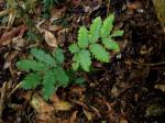 : - Cupaniopsis flagelliformis