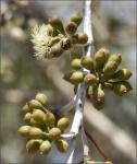 : - Eucalyptus pendens
