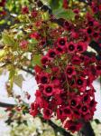 : - Brachychiton vinicolor