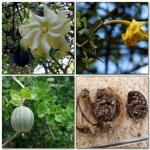 : - Gardenia volkensii subsp. spathulifolia