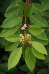 : - Lophostemon suaveolens