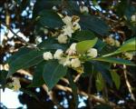 : - Mascarenhasia arborescens