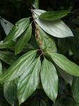 : - Neolitsea dealbata
