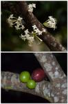 : - Phaleria clerodendron