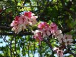 : - Cassia javanica
