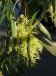 : - Searsia lancea