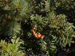 : - Sorbus sambucifolia