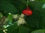 Wasserjambose - Syzygium aqueum