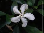 : - Tabernaemontana ventricosa